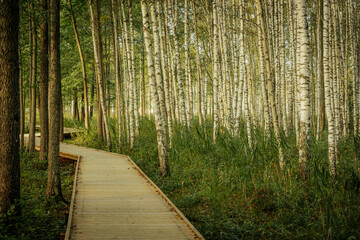 A serene forest filled with tall birch trees, showcasing their distinct white bark with dark...