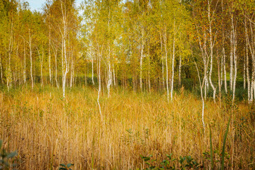 A vibrant autumn scene featuring a grove of tall birch trees with golden and green leaves. The trees are illuminated by soft sunlight, with a partly cloudy blue sky overhead.
