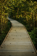 A winding wooden path leads through a tranquil birch forest, surrounded by tall, slender trees and lush greenery. Sunlight softly filters through the foliage, creating a peaceful atmosphere.