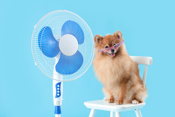 Cute Pomeranian spitz in sunglasses with electric fan sitting on chair against blue background