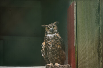 Great Horned Owl