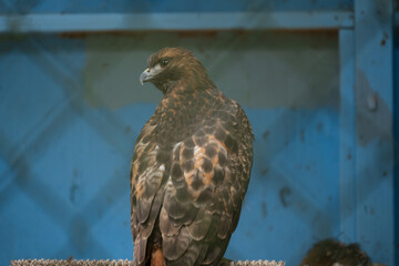 Red Tailed Hawk