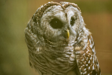 Barred Owl