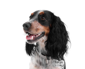 Portrait of cute cocker spaniel isolated on white background