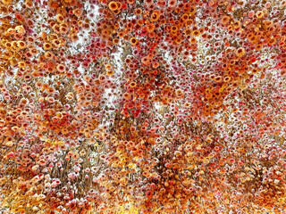 Natural Spring Orange Colored Floral Textured Aroma Background, Natural Floral Background Close Up Of Tender Yellow Red Orange Blooming Spring Flowers Macro Shot