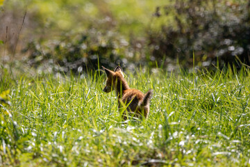 A young  European fox trotting across the field in daylight.