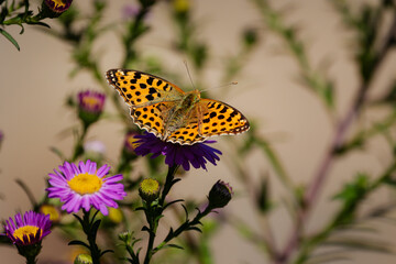 A Queen of Spain fritillary (Issoria lathonia), resting on Michaelmas daisies (Aster).