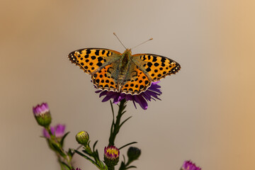 Obraz premium A Queen of Spain fritillary (Issoria lathonia), resting on Michaelmas daisies (Aster).