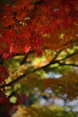 Close-up photo of red Japanese maple leaves