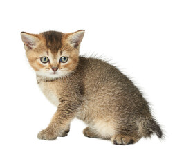 Obraz premium Small gray kitten of the Scottish Straight breed on an isolated background