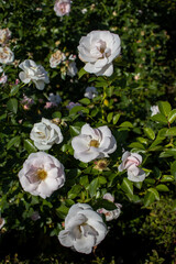 Closeup of a flower blossom on a tree branch in the natural landscape