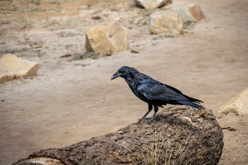 A solitary raven perched on a log along the Sentinel Dome trail in Yosemite National Park, showcasing the park's diverse wildlife against a rugged, arid backdrop.
