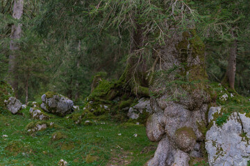 gnarly tree stem in mossy fairy tale forest in the mountains