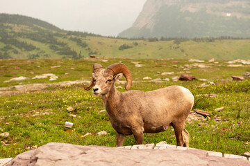 sheep in the mountains