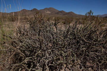 San Pedro de Atacama in the Atacama Desert, Chile