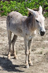 Bonaire, Dutch Antilles