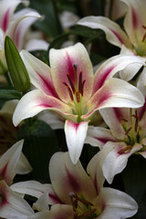 Closeup of flowers of Lily (Lilium 'Nymph')