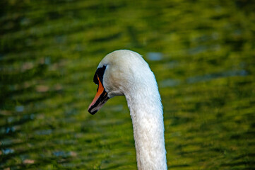 Ein weißer Schwan von hinten