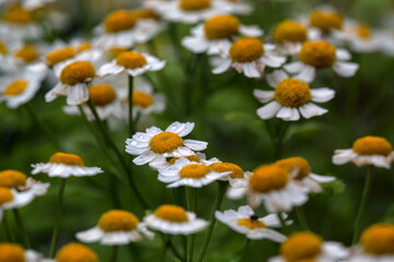 Closeup of flowers of Feverfew (Tanacetum parthenium) in a garden in autumn