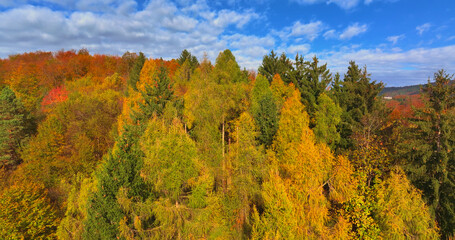 AERIAL: Flying above a vast forest in the Slovenian countryside, slowly changing colors in fall. Picturesque drone view of deciduous trees changing leaves on a sunny day in October. Vivid foliage.