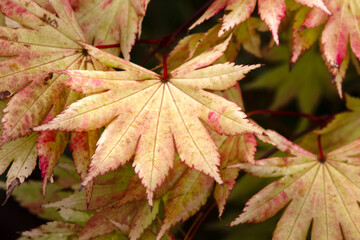 Obraz premium Closeup of leaves of Acer shirasawanum 'Autumn Moon' in a garden in autumn