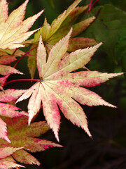 Closeup of leaves of Acer shirasawanum 'Autumn Moon' in a garden in autumn