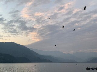 Birds over Fewa Lake, Pokhara, Nepal 