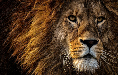 Lions, the kings of the jungle, are known for their majestic presence and fearless demeanor. Their golden fur and impressive manes add to their royal appearance. Powerful and