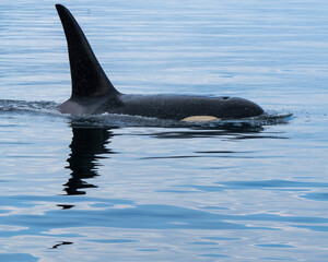 Fototapeta premium Orcas in the Myst - Broughton Archipelago Marine Provincial Park