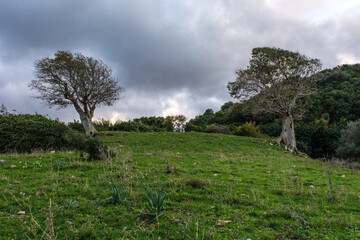 Autumn forest road leaves fall in ground landscape on autumnal background in November, Atmospheric autumn forest in fog. Yellow and orange leaves on trees in mountain forest in North Africa, Algeria.