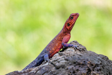 Colorful Male Mwanza flat-headed rock agama Lizard Resting on a Rock Against a Green Background in Tanzania, Africa