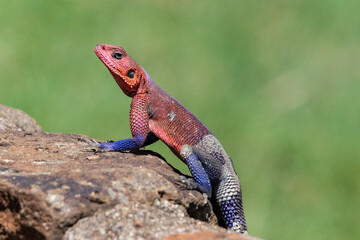 Colorful Male Mwanza flat-headed rock agama Lizard Resting on a Rock Against a Green Background in Tanzania, Africa