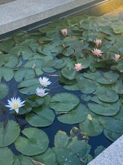 water lilies in the pond