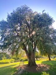 spring in the park at sunset