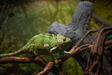 A large green chameleon crawls very slowly along a branch, a water park or a zoo, a hall with lizards