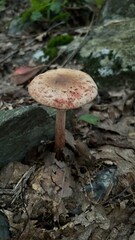 mushrooms in the forest