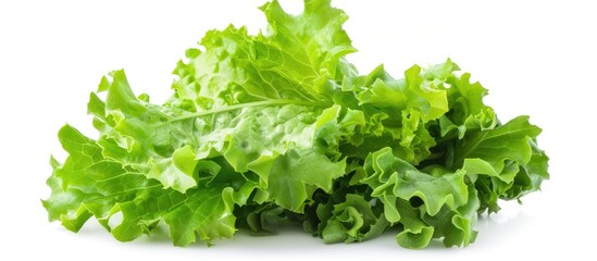 Obraz premium Salad Leaf Lettuce Isolated On White Background