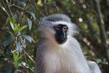Vervet monkey chlorocebus pygerythrus, south africa, africa