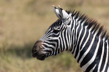 Grant's zebra (Equus quagga boehmi) portrait