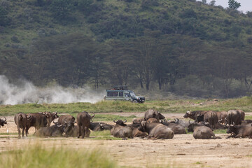 Safari vehicle driving past a herd of African buffalo (Syncerus caffer)