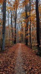 Fototapeta premium Winding path through an autumn forest