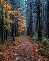 Fototapeta premium Path through the autumn forest.