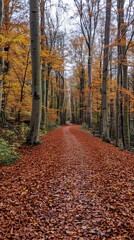 Obraz premium Winding path through an autumn forest 