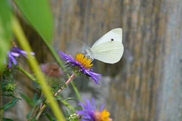 A Cabbage White butterfly (Pieris Rapae) rests on a purple New England Aster (Purple Daisy) in a garden in Southern Ontario on a warm summer day.