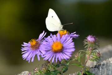 A Cabbage White butterfly (Pieris Rapae) rests on a purple New England Aster (Purple Daisy) in a garden in Southern Ontario on a warm summer day.