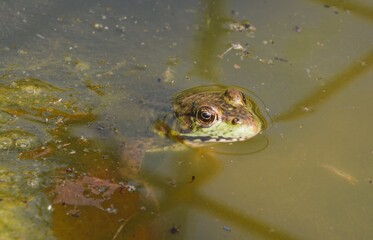 A frogs stick its head above water as it rest quietly in an algae filled pond, trying to conceal its location on a warm summer day.