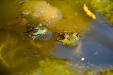 Two frogs stick their heads above water as they rest quietly in an algae filled pond, trying to conceal their location on a warm summer day.