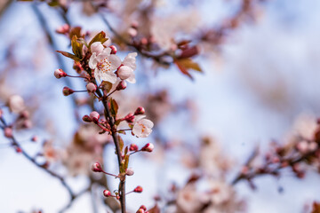 Flowers and flowering trees in early spring. Spring background with copy space