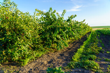 Naklejka premium A field of green trees with a dirt path in between