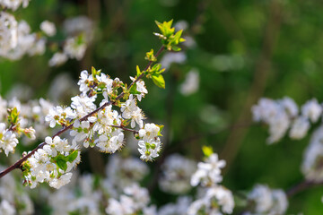 A close up of a tree with white flowers